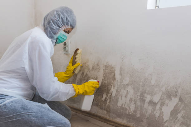 Best Home Mold Removal  in Mooreville, MS