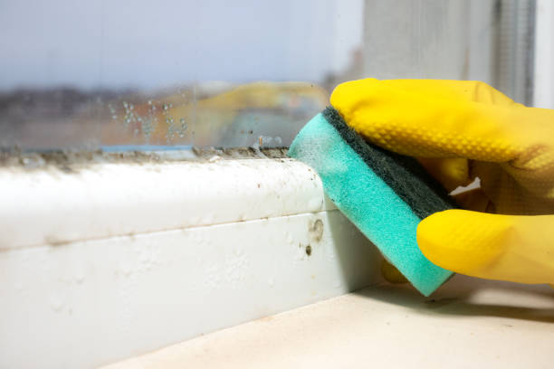 Best Fast Mold Removal  in Mooreville, MS